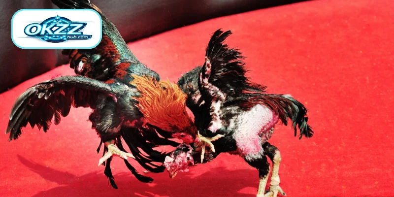 A Brief Introduction to Cockfighting Betting