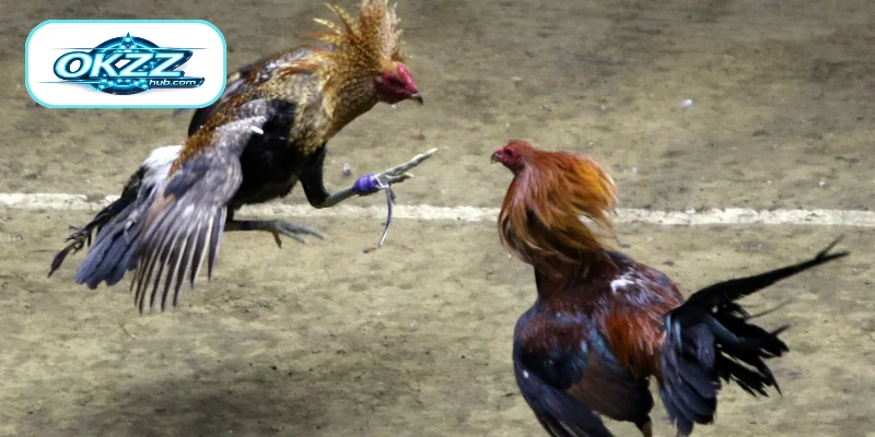 Advanced Betting Experience in Knife Spur Cockfighting