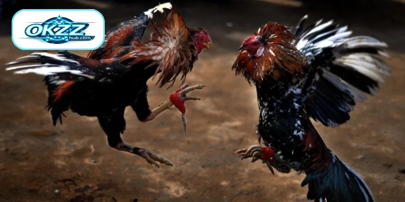 Common Betting Options in Knife Spur Cockfighting
