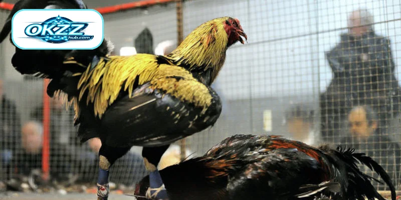 Introduction to Betting on Cockfighting with Metal Spurs