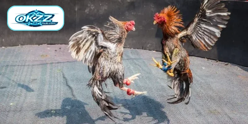 Key Facts About Betting on Cockfighting with Knife Spurs