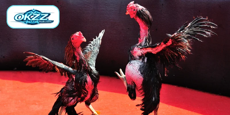 Leading Cockfighting Venues for Online Betting