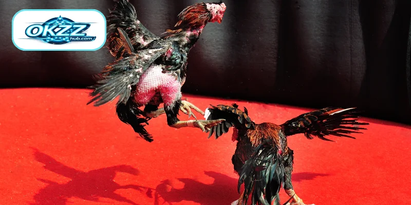 Main Wagering Options in Cockfighting Betting