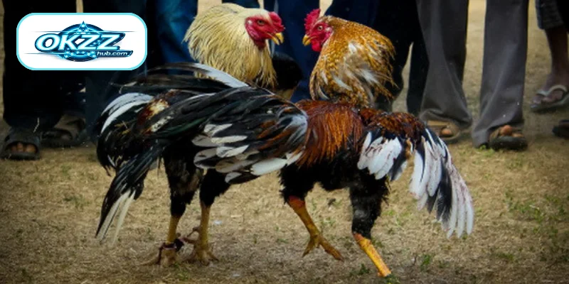 Well-Known Wagering Methods in Metal Spur Cockfighting